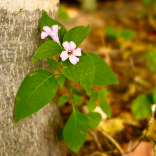 Ruellia prostrata image