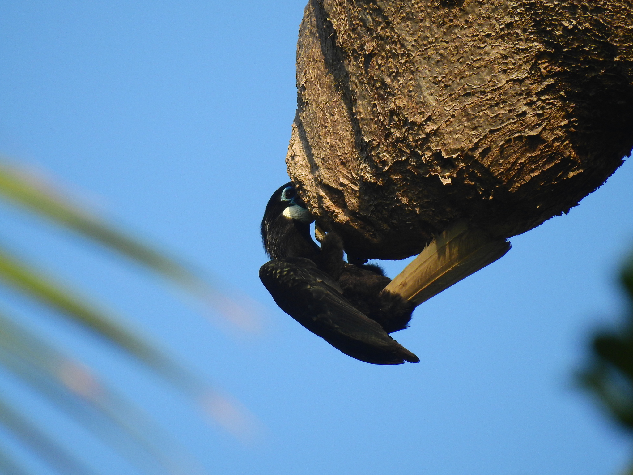 Narcondam Hornbill (Rhyticeros narcondami), photo 3