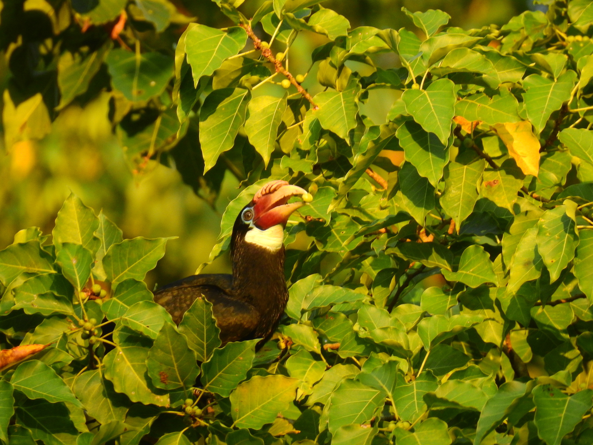 Narcondam Hornbill (Rhyticeros narcondami), photo 6