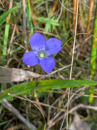 lesser fringed gentian (Gentianopsis virgata)