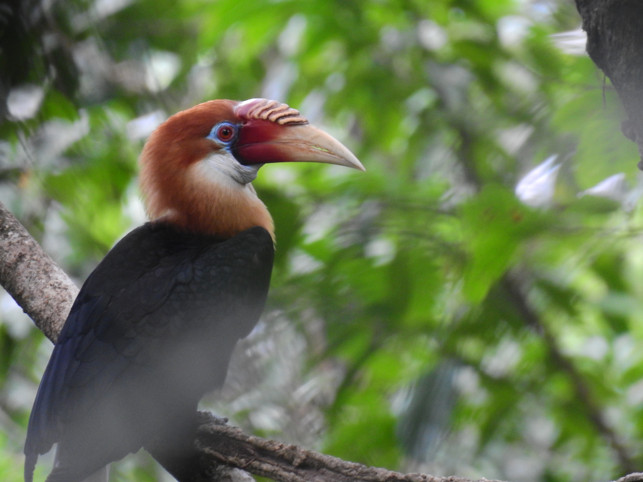 Narcondam Hornbill (Rhyticeros narcondami), photo 10