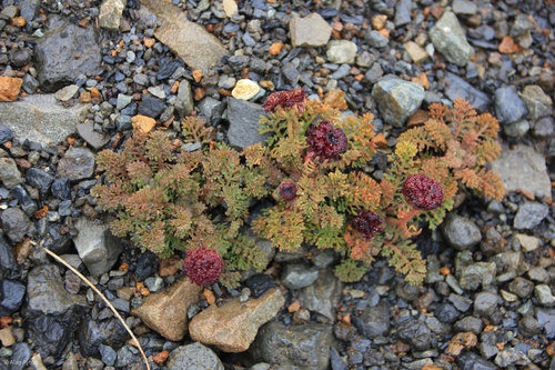 Leptinella atrata observed 2026-02-11