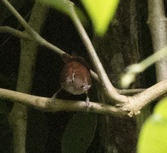 Thryophilus rufalbus