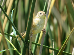 Spartonoica maluroides