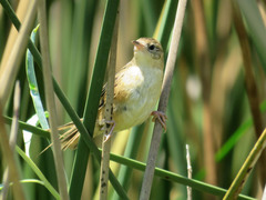 Spartonoica maluroides