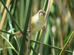 Spartonoica maluroides