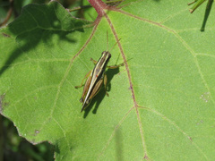 Dichroplus elongatus