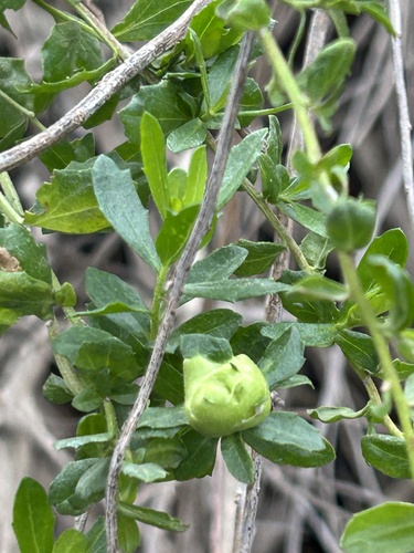 Unknown species found near Concannon Blvd, Livermore, CA, US