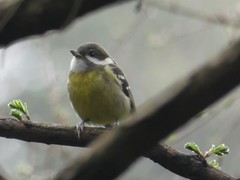 Periparus venustulus