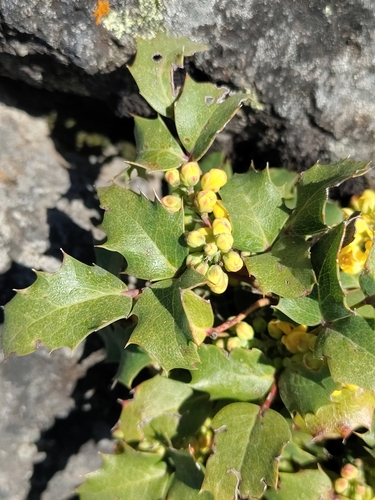 Berberis alpina (Berberis alpina)