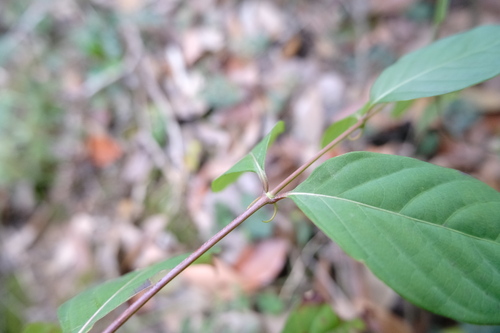Fish Hook Vine (Uncaria rhynchophylla)