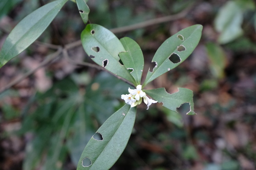 Daphne kiusiana, photograph 1