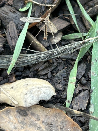Unknown species found near Robertson Park, Livermore, CA, US
