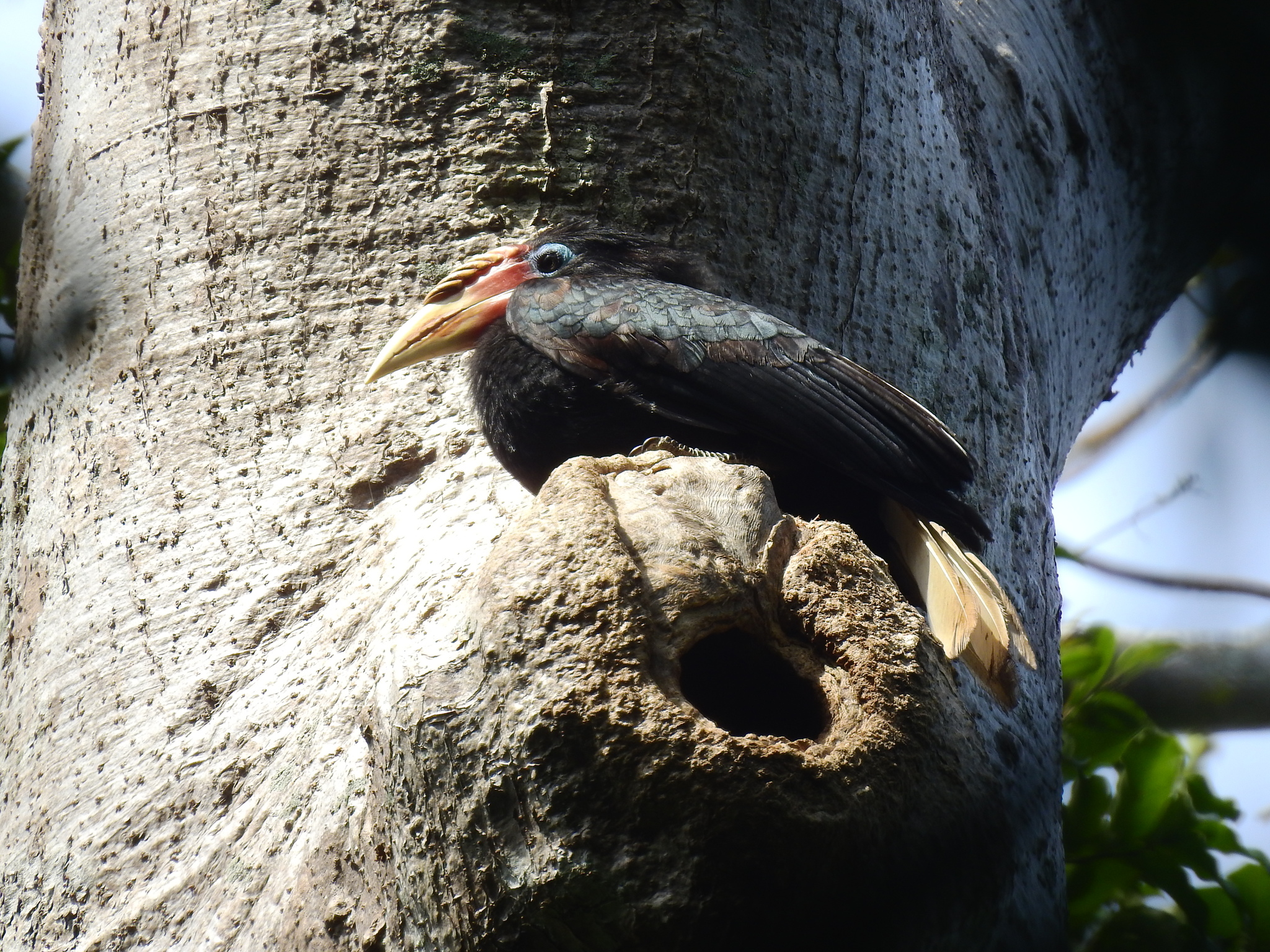 Narcondam Hornbill (Rhyticeros narcondami), photo 7