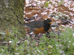 Turdus dissimilis