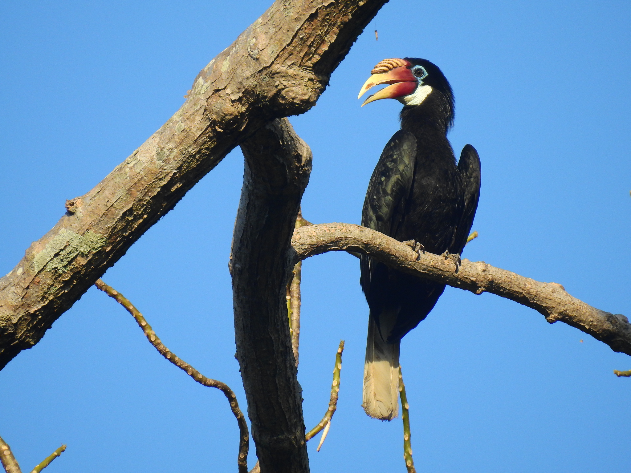 Narcondam Hornbill (Rhyticeros narcondami), photo 9