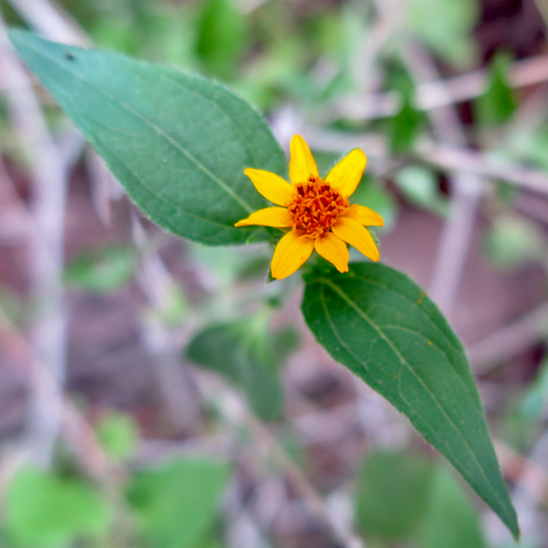 Aspilia mossambicensis image