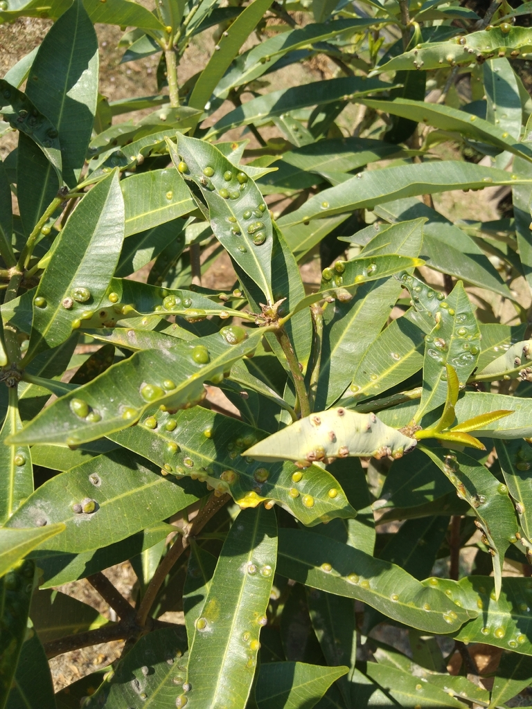 cây hoa sữa – Alstonia scholaris