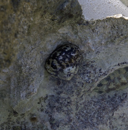 Cittarium pica