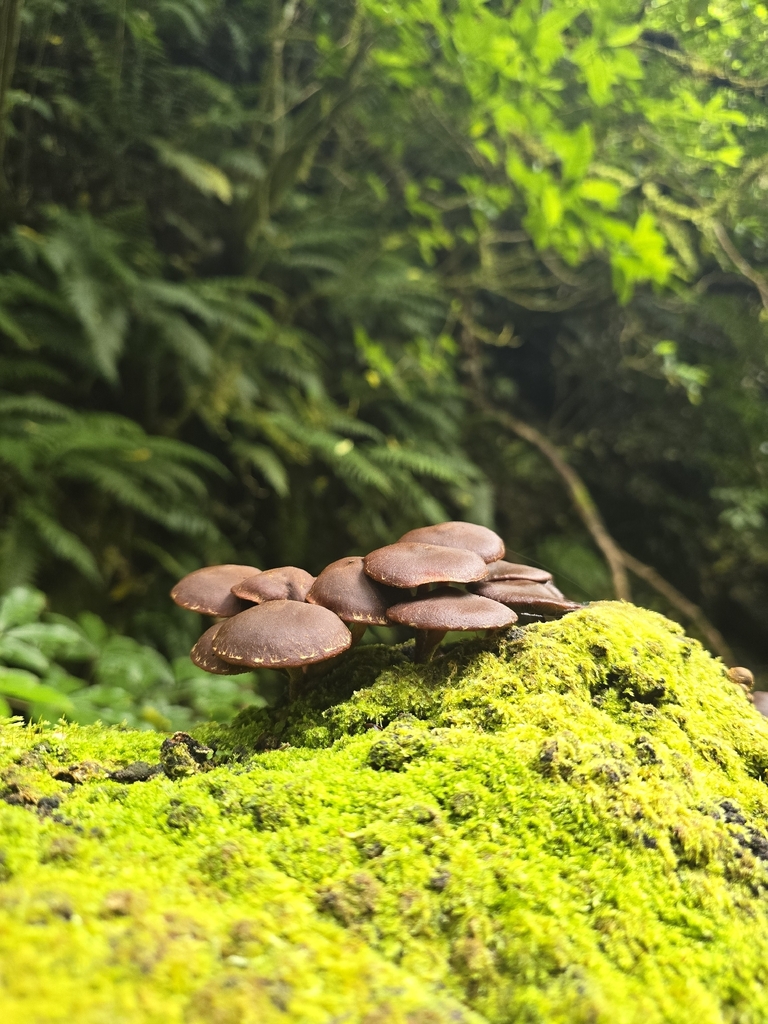 Hypholoma brunneum · February 2026 · photo: © xmahliax (iNaturalist, cc-by-nc)