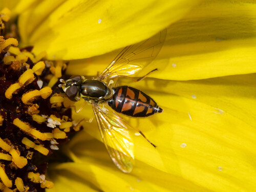 Unknown species found near Simi Valley, CA, USA