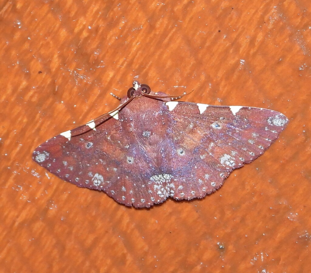 Saroba trimaculata