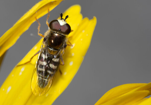 Unknown species found near Simi Valley, CA, USA