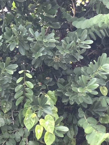 Pepper Cinnamon (Canella winterana)