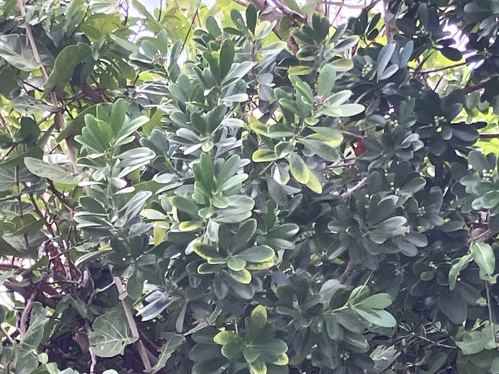 Canella winterana; photograph author not stated, no rights reserved