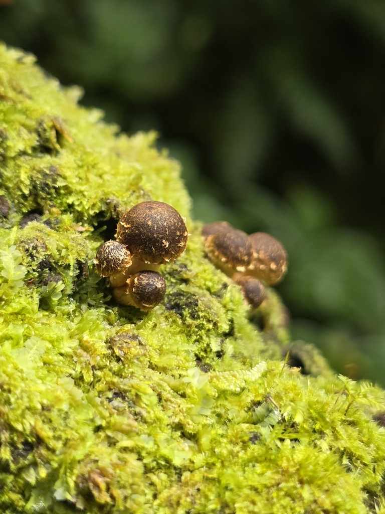 Hypholoma brunneum