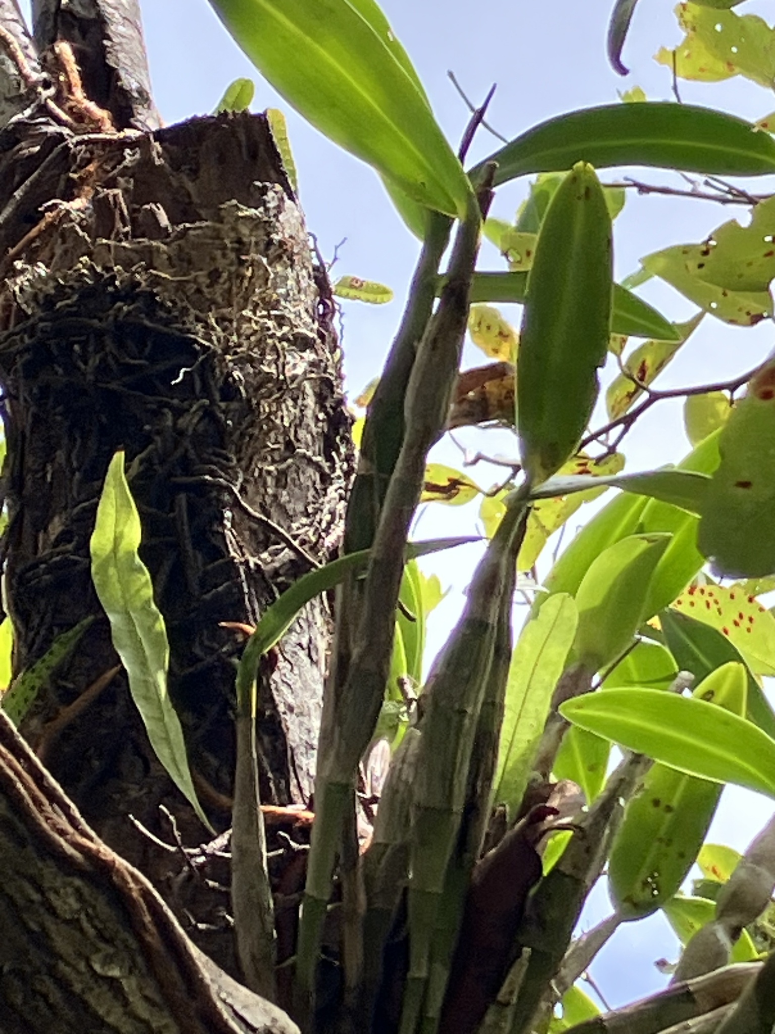 Epidendrum montserratense Rchb.f.