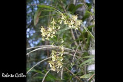 Epidendrum hassleri