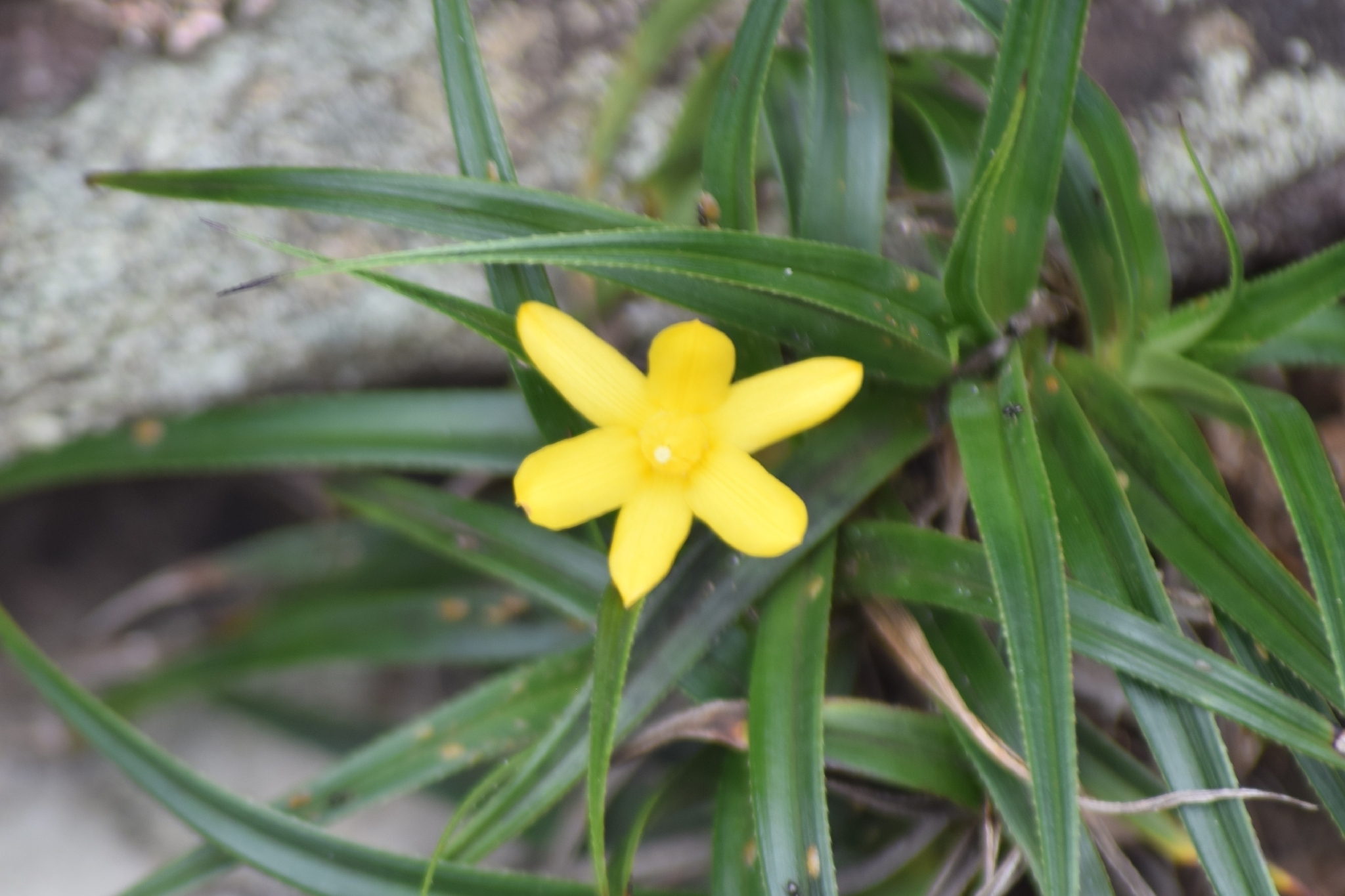 Barbacenia rectifolia