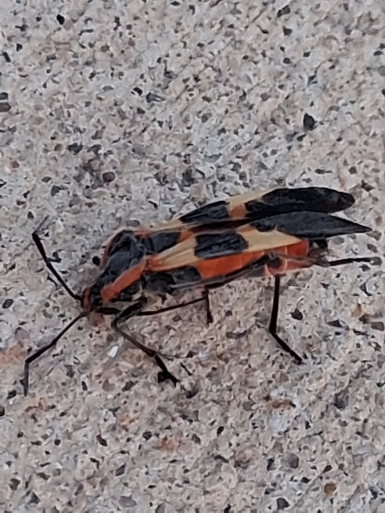 Large Milkweed Bug from Hays County, TX, USA on February 11, 2026 at 06 ...