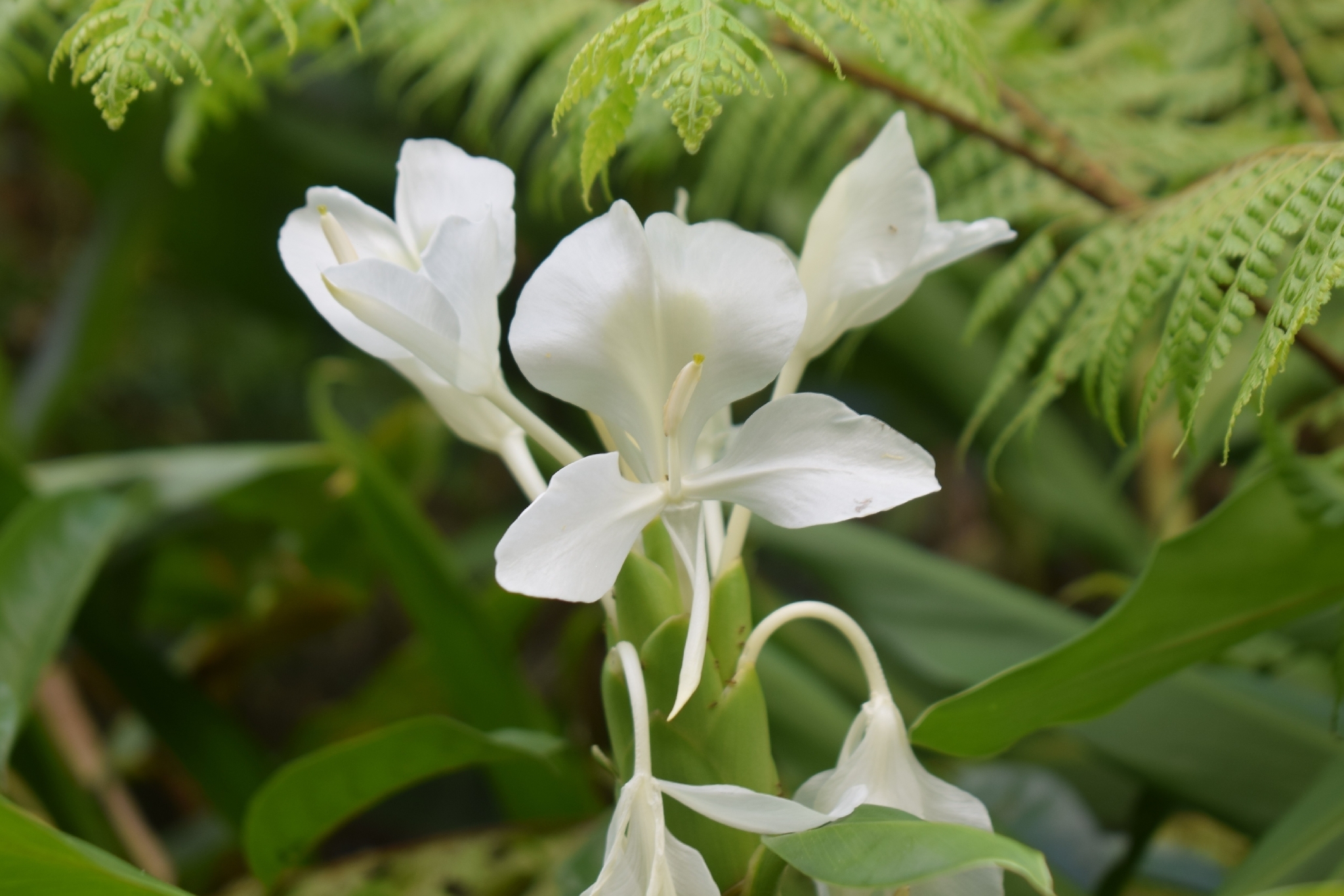 Hedychium coronarium