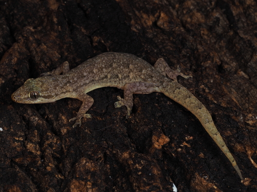 Oriental House Gecko