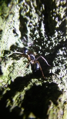 Camponotus fallax