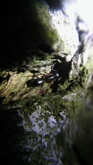 Camponotus fallax