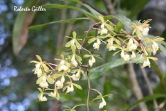 Epidendrum hassleri