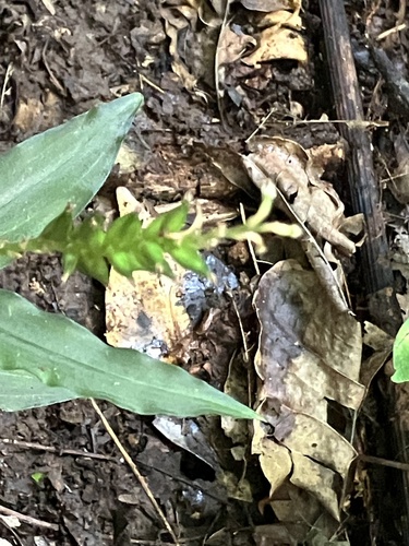 Jug Orchid (Microchilus querceticola)
