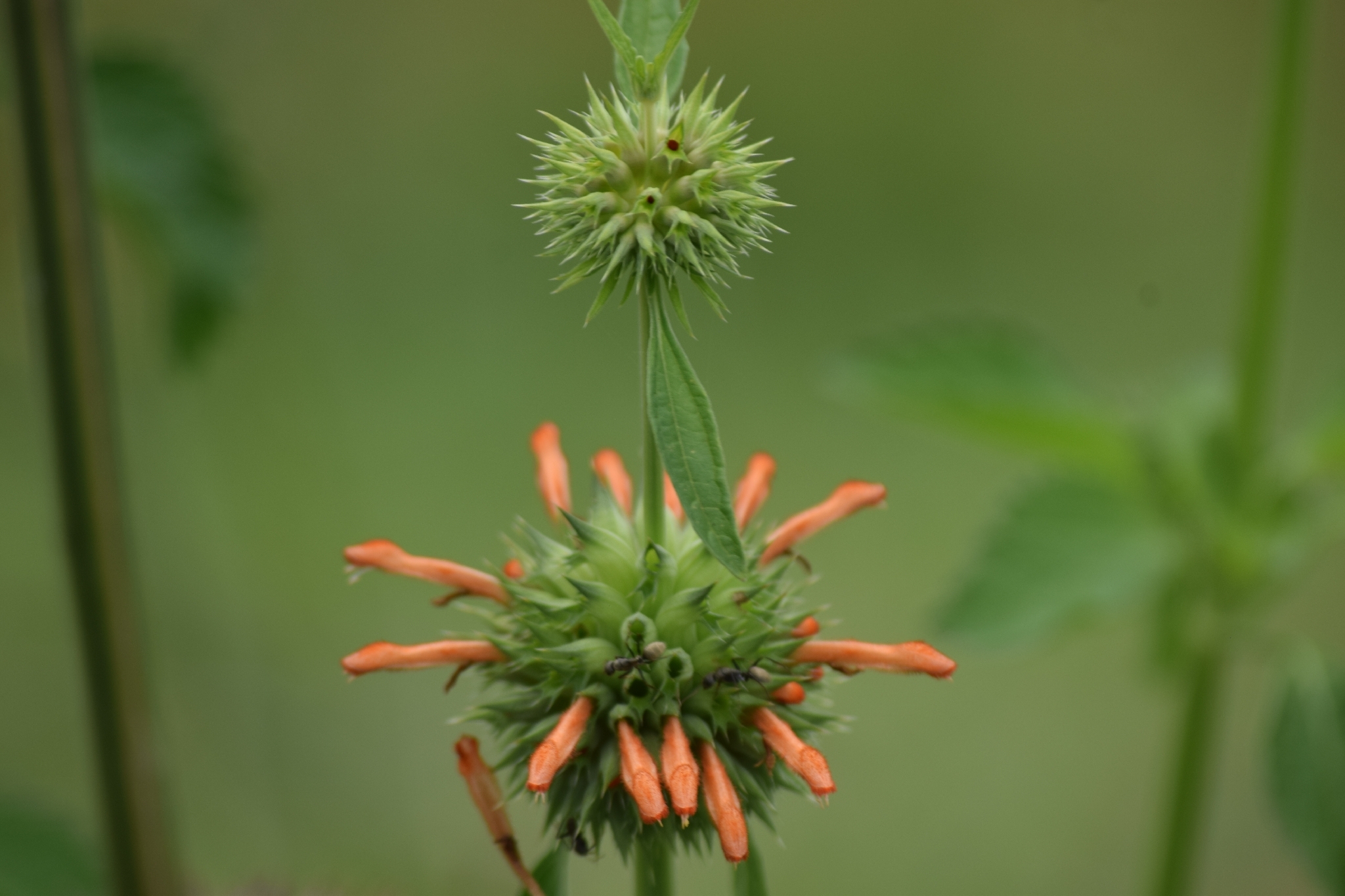 Leonotis nepetifolia