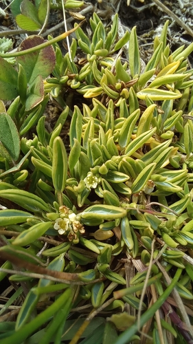 Azorella filamentosa, photograph 5