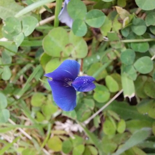 Shamrock Pea (Parochetus communis)