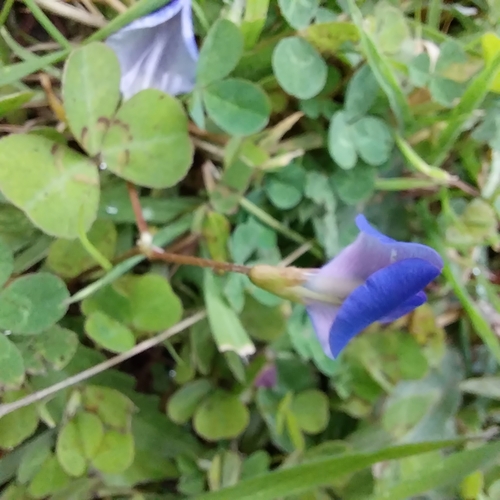 Parochetus communis, photograph 5