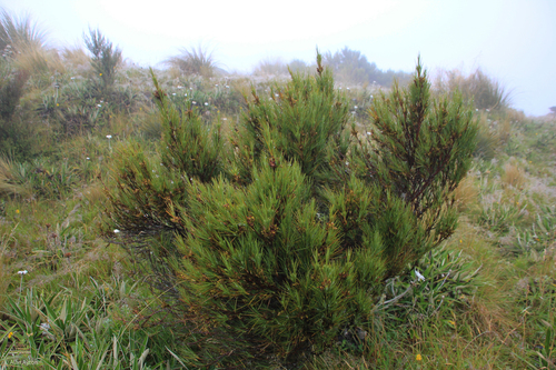 Dracophyllum acerosum observed 2026-02-11
