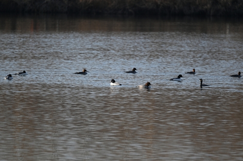 Common Merganser