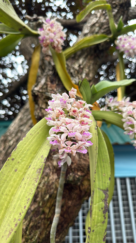 Rhynchostylis gigantea, 2026-02-19