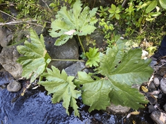 Gunnera berteroi