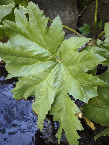 Gunnera berteroi, photograph 1