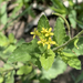 African Dogmustard - Photo (c) Riana Fourie, some rights reserved (CC BY-NC), uploaded by Riana Fourie